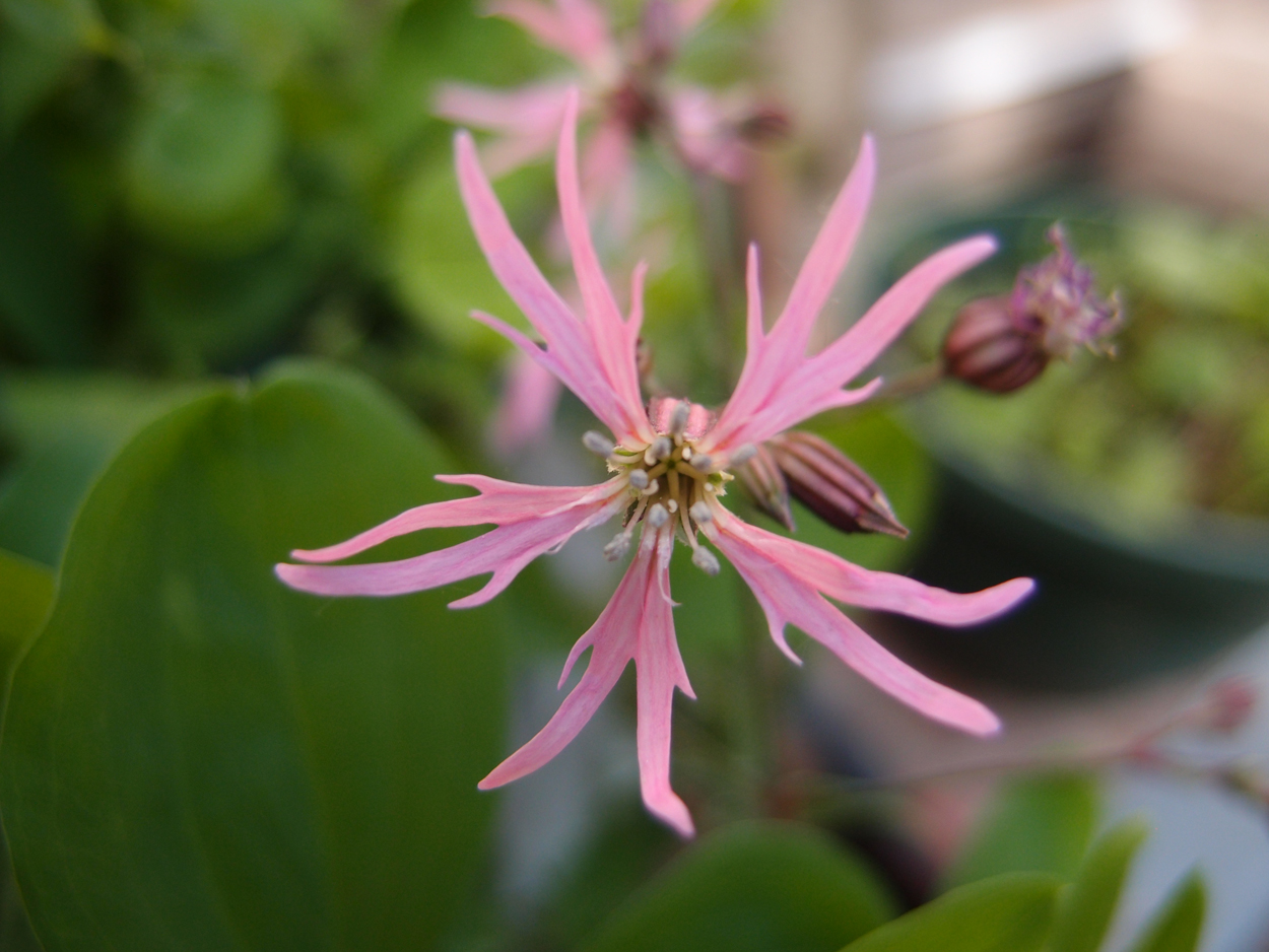 2019-04-24 wendel - der Garten